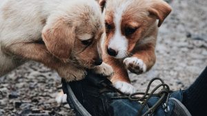 Two Puppies and a Shoe