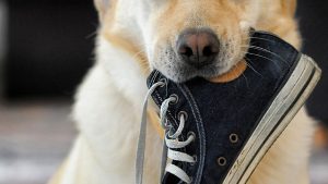 shoe lace on dog