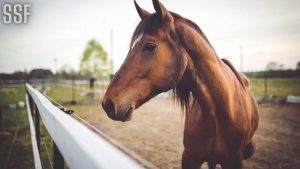 horse shoes